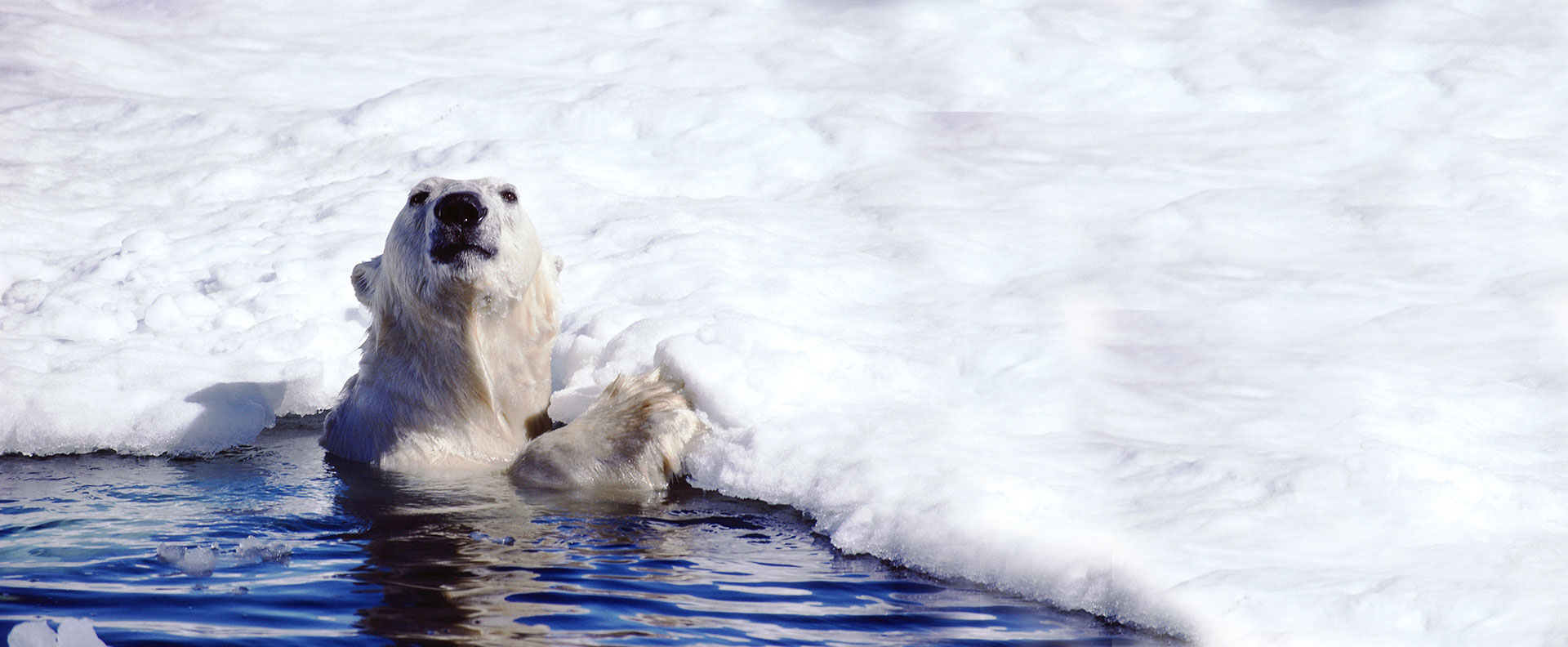 Neat Heat & Cooling logo image of Polar Bear
